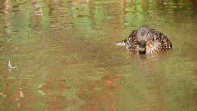 鸭自然栖息地水流鸟野生自然waterbird浮动水表面荒野淡水湖<strong>河池</strong>塘